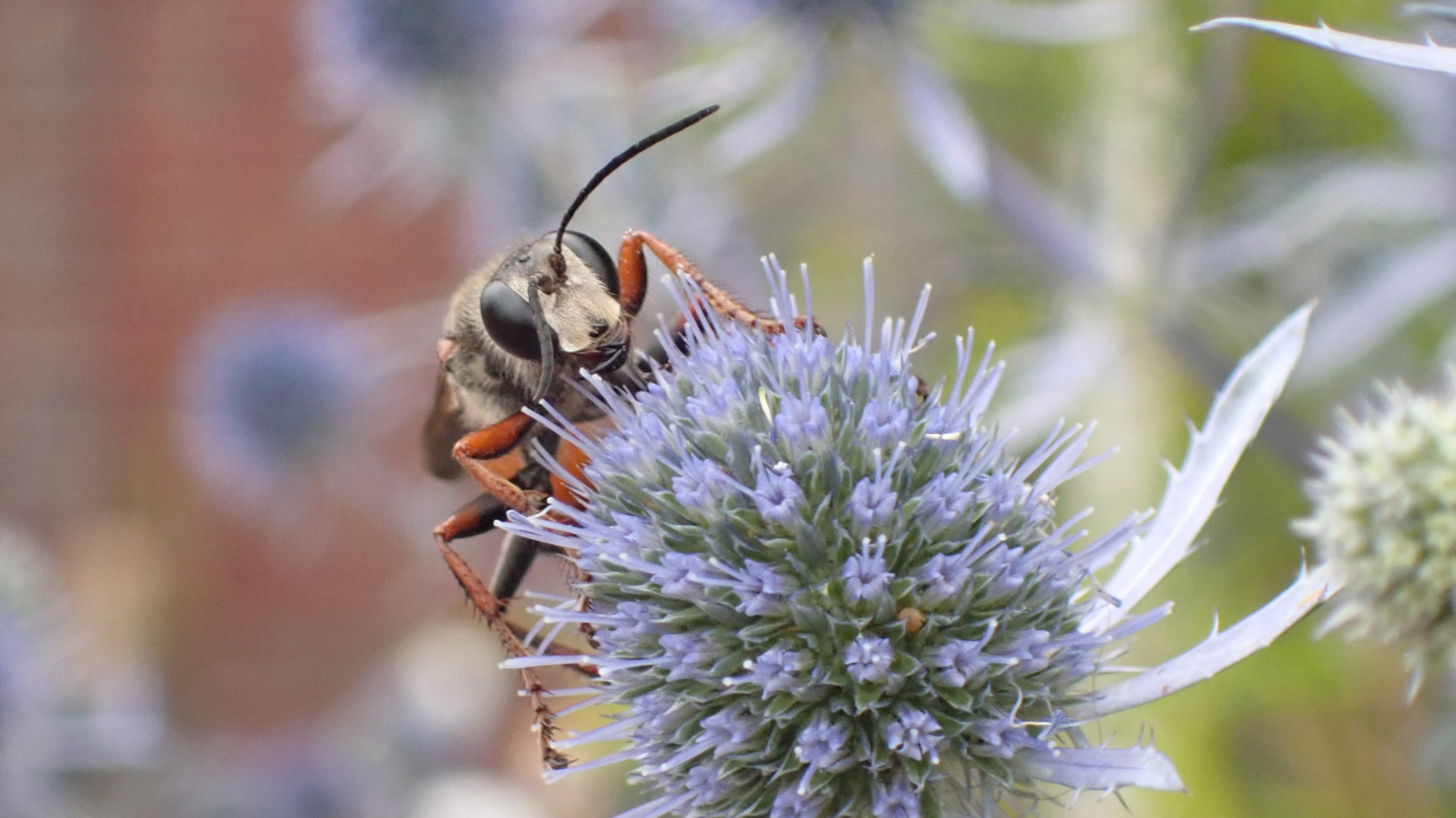 Workshop Insectenrijken: Wat als we de stad ontwerpen door de ogen van een insect?&nbsp;