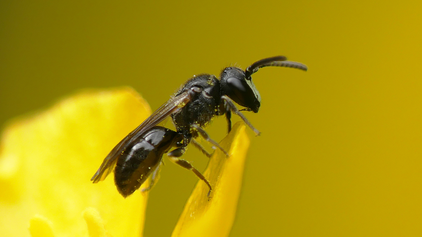 Gewone maskerbij zit op een geel bloemblaadje