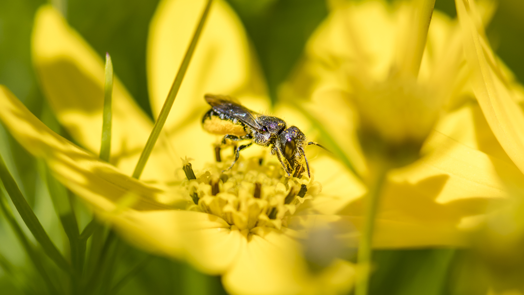 Tronkenbij, een van de wijkbijen