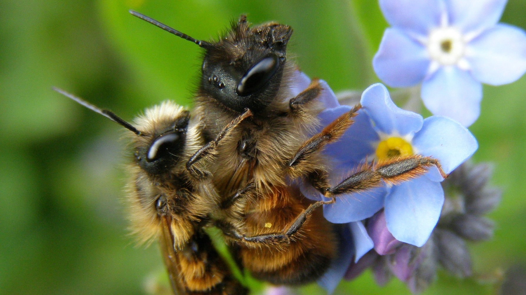 parende rosse metselbijen