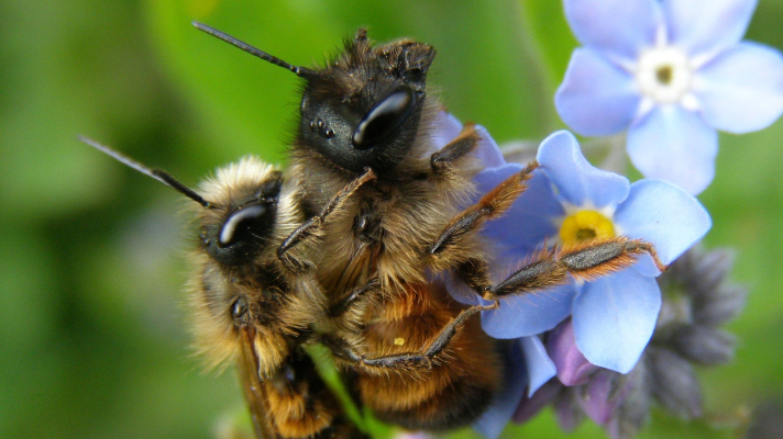 parende rosse metselbijen