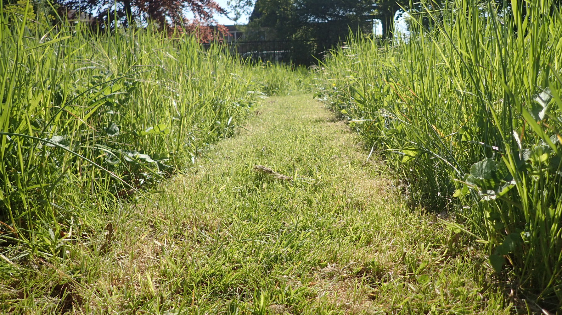 graspad gemaaid tussen bloemrijk gras