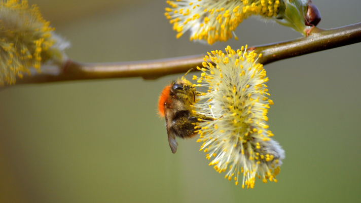 akkerhommel op wilgenkatje