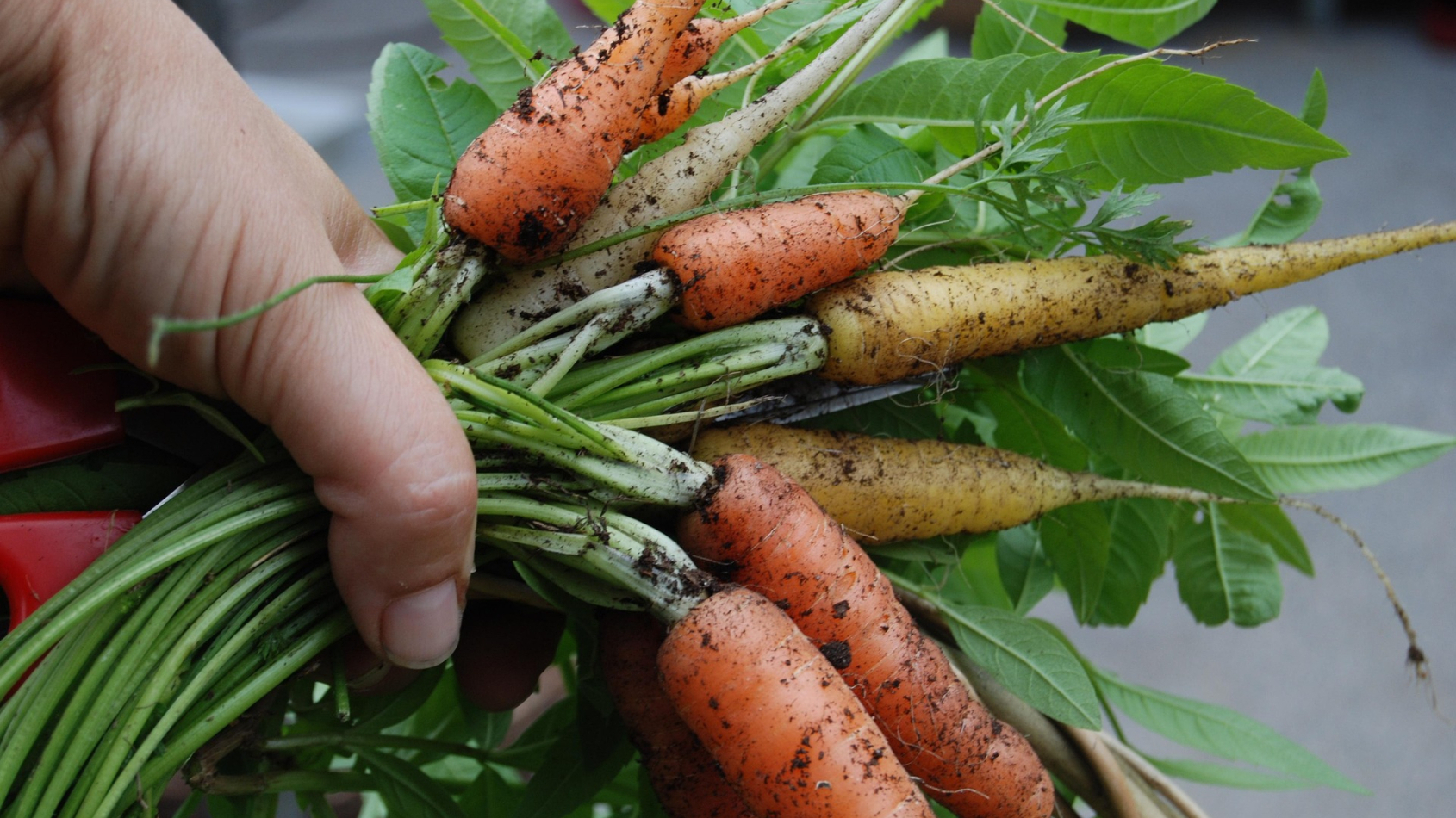 hand met versgeoogste wortelen en kruiden