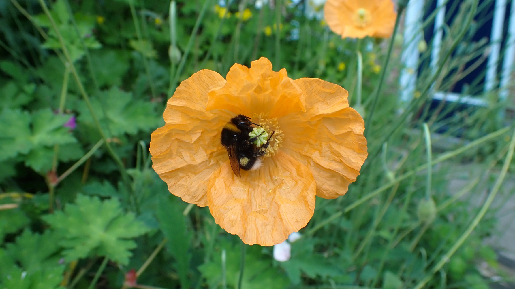 hommel op een papver in de stad