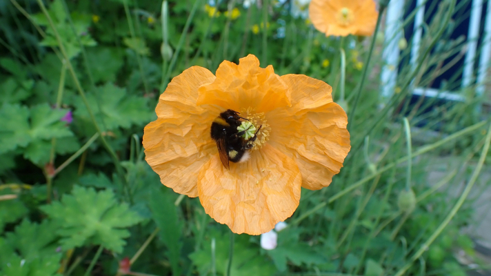 hommel op een papver in de stad