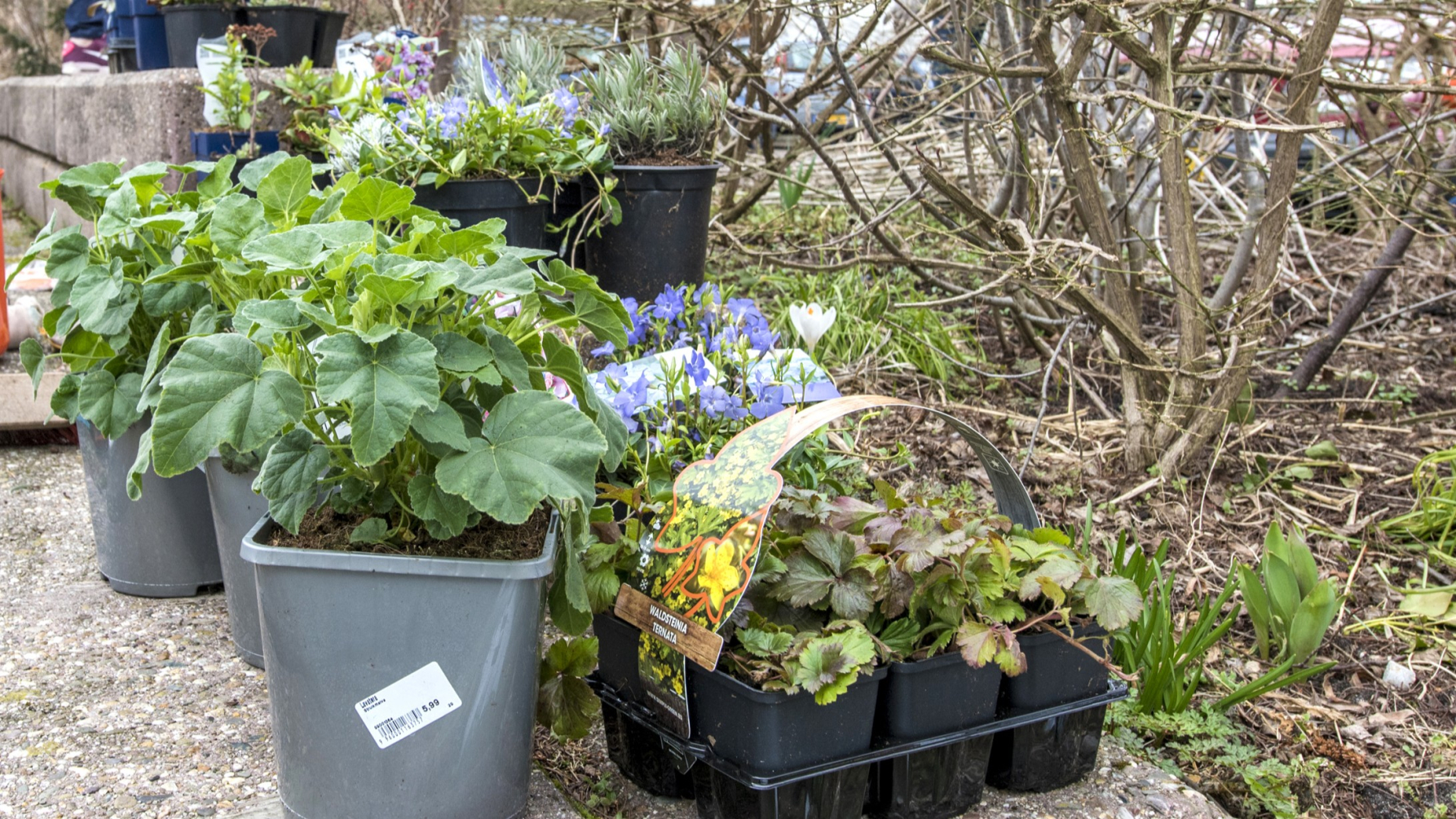 potjes met planten, klaar om te worden geplant