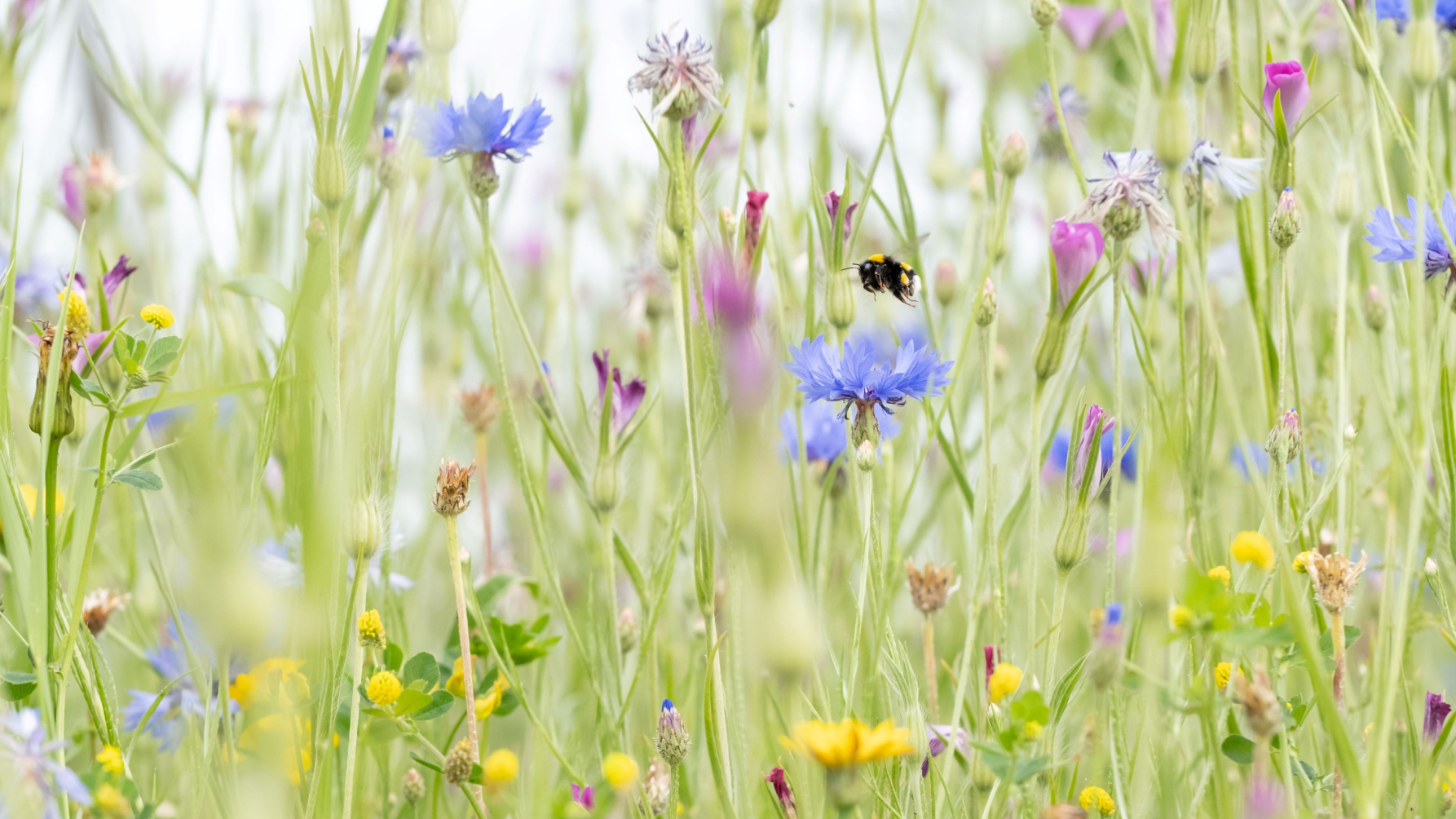 wilde bloemen met vliegende hommel