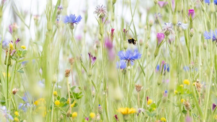 wilde bloemen met vliegende hommel