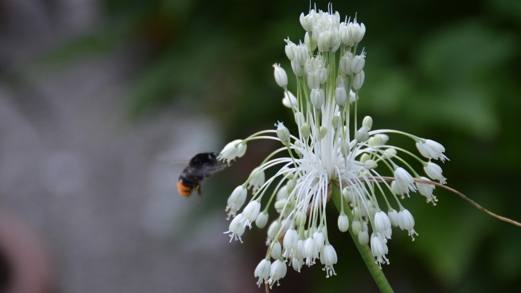 steenhommel bij bloem allium