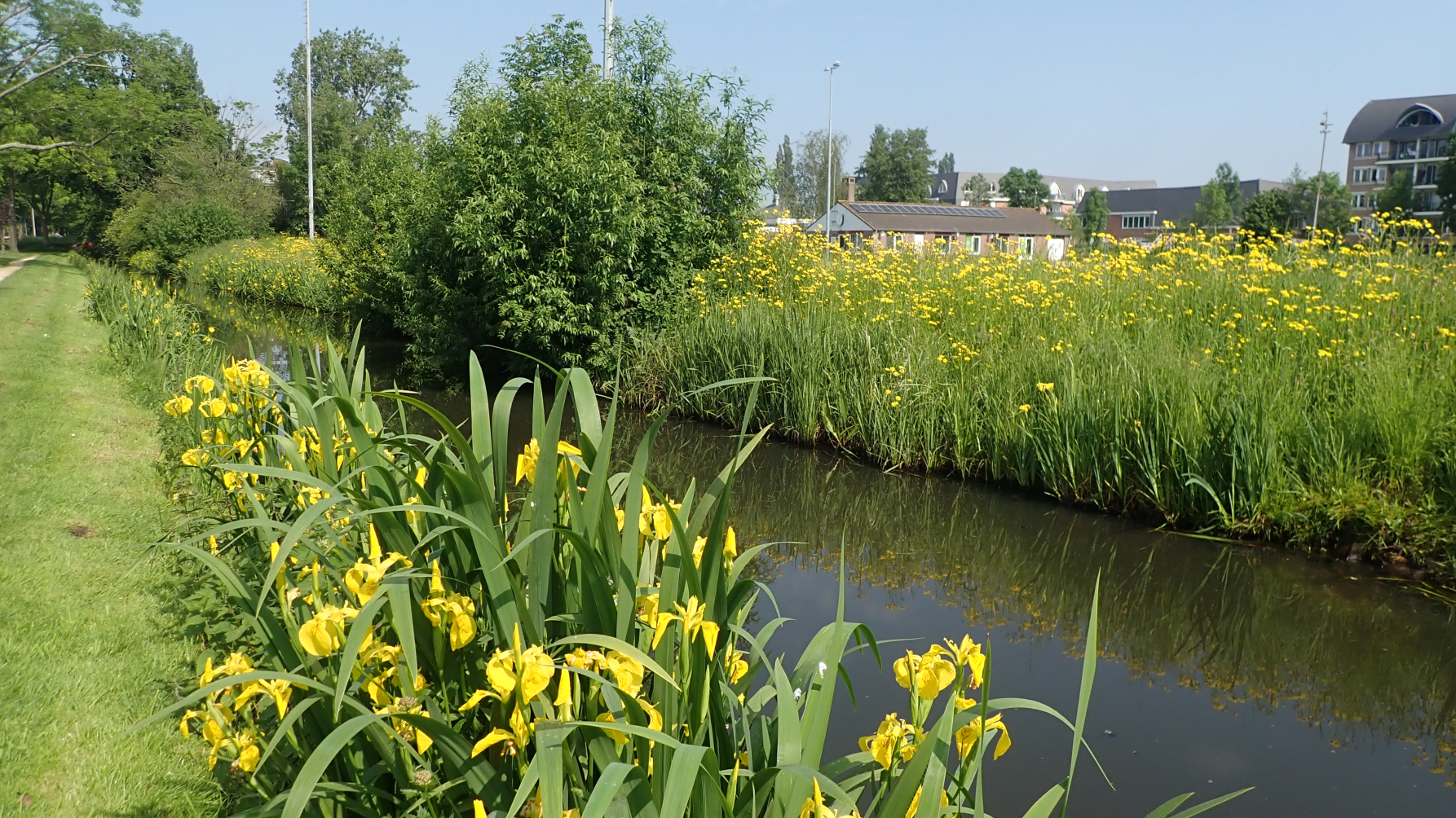 bloemrijke oever
