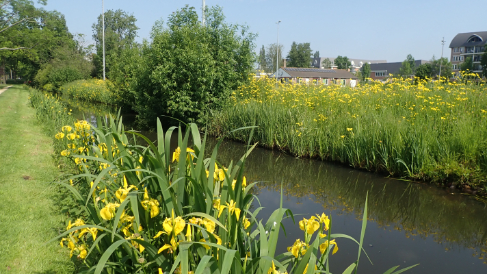 bloemrijke oever