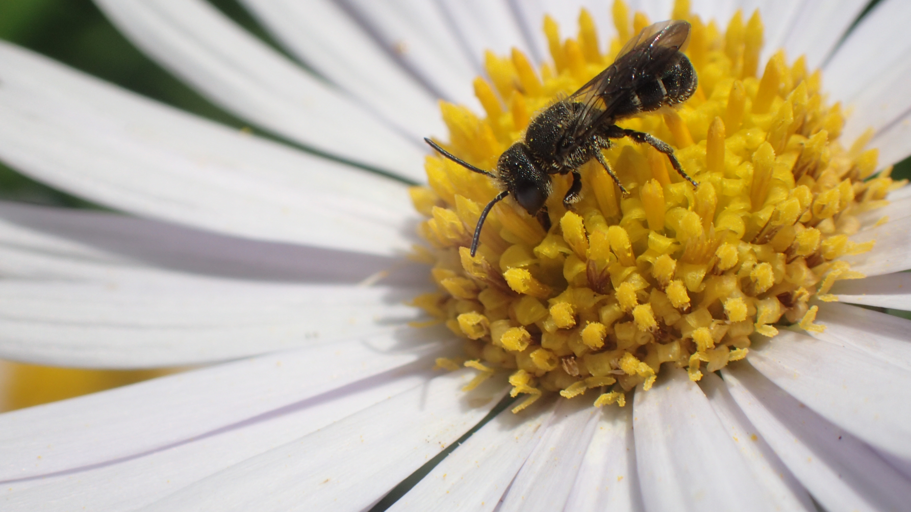 mannetje tronkenbij op asterbloem