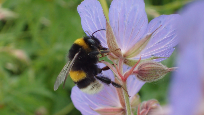 Hommel van de aardhommel-groep op een ooievaarsbek-bloem