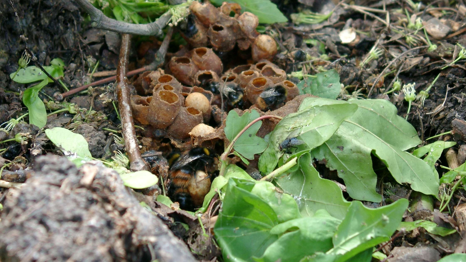 hommelnest op de grond