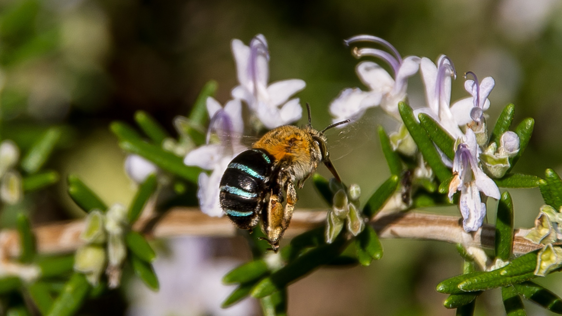 Australische blauwbandbij