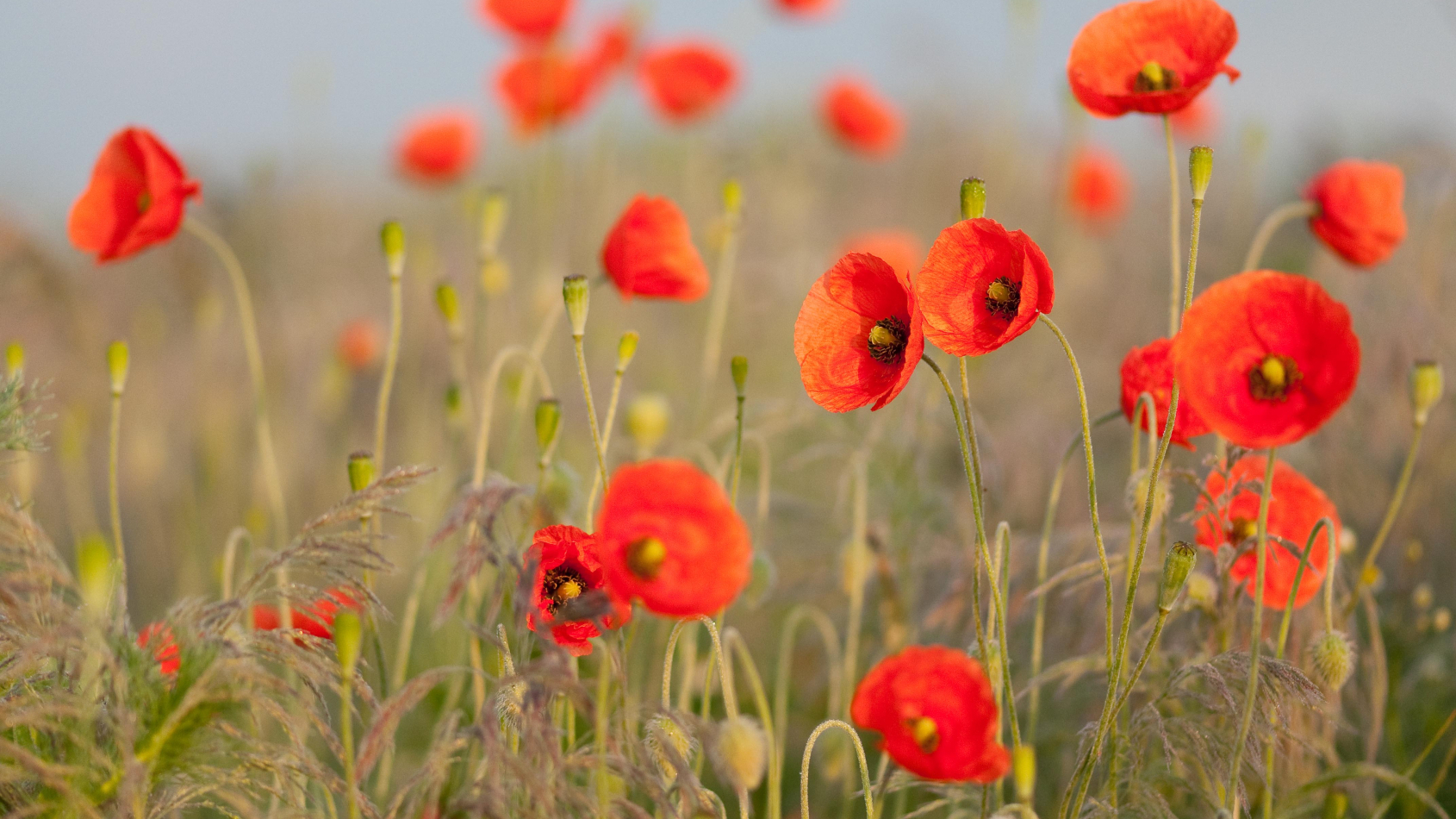 Bijvriendelijk boodschappen doen