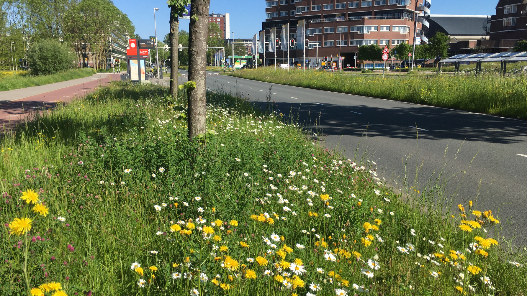 bloeiende berm