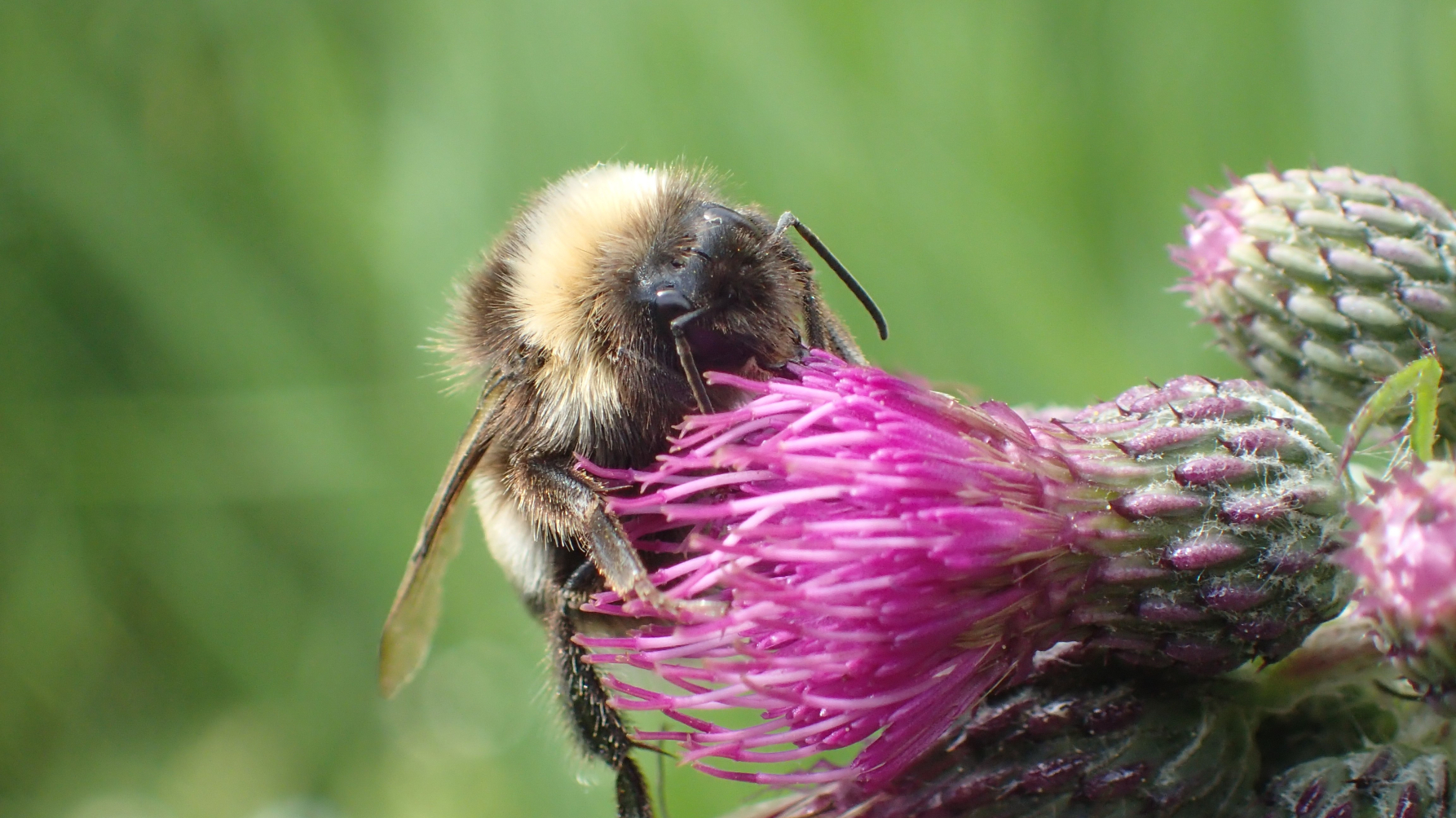 hommel op distelbloem