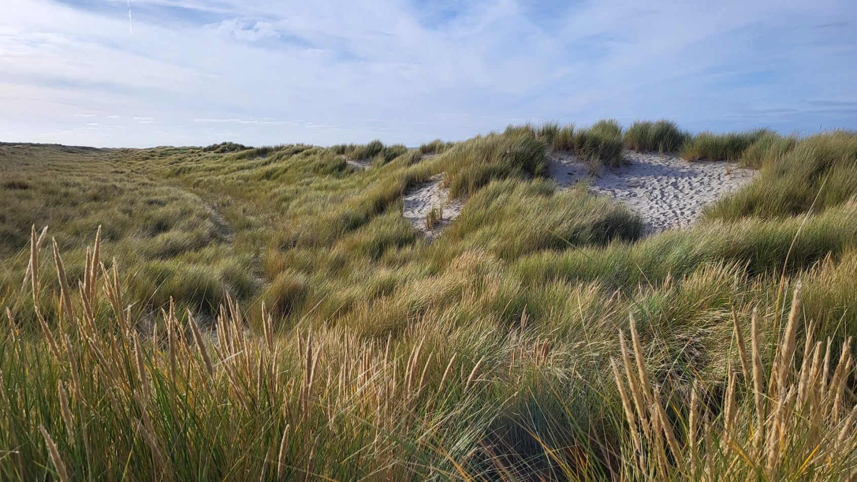 duinen