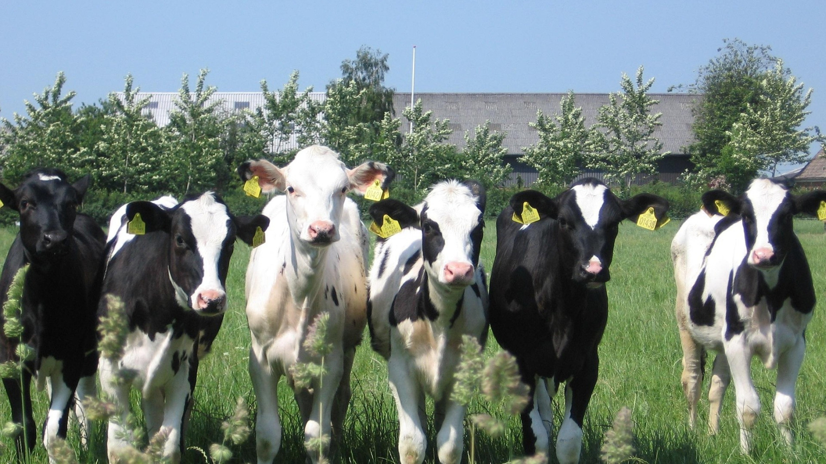 jonge koeien in de wei