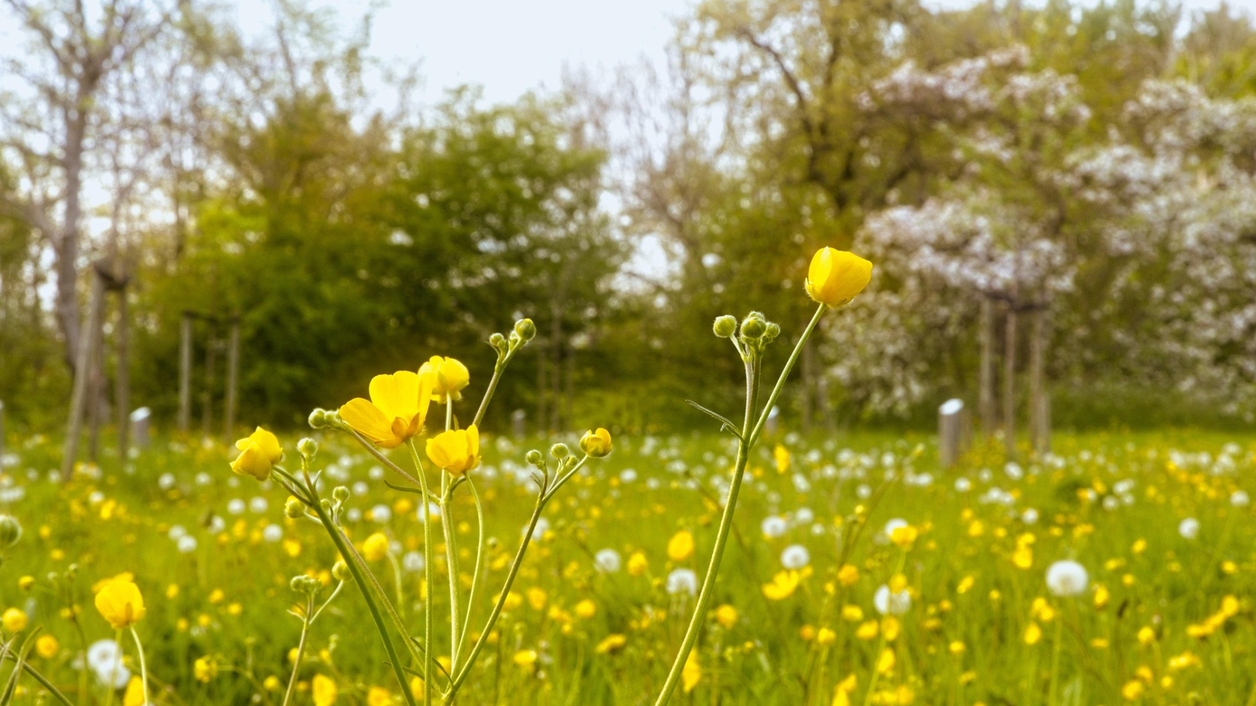 veld met boterbloemen