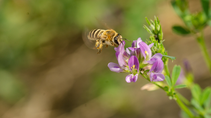 bloem met klaverdikpoot (bij)