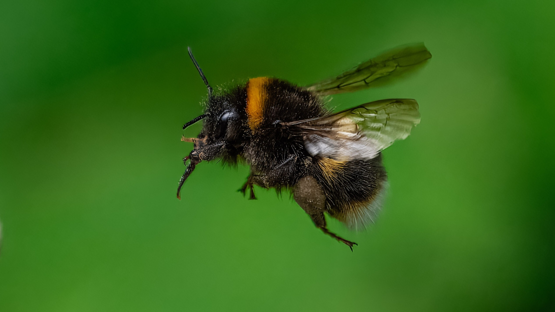 vliegende hommel
