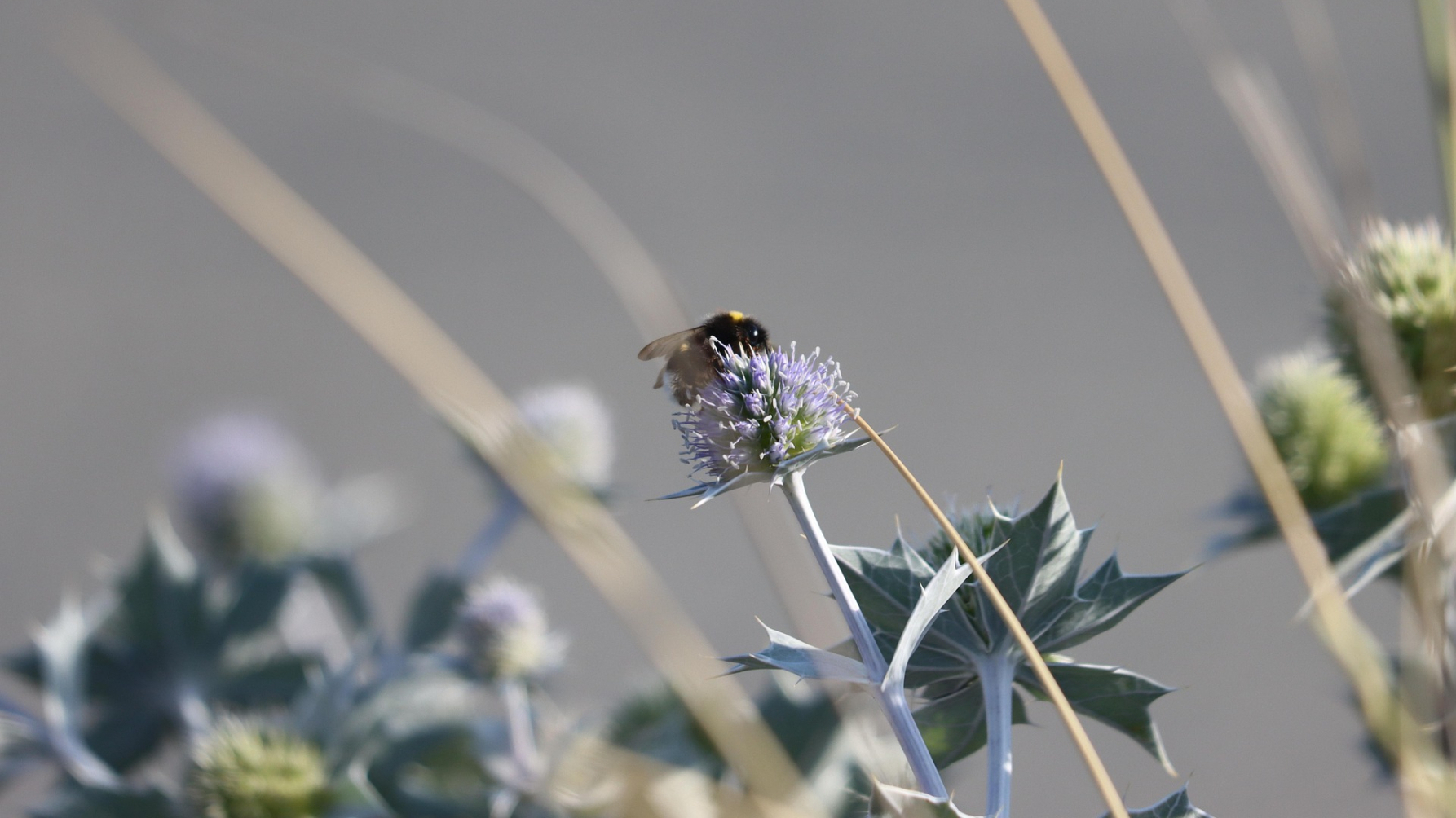 hommel op blauwe zeedistel
