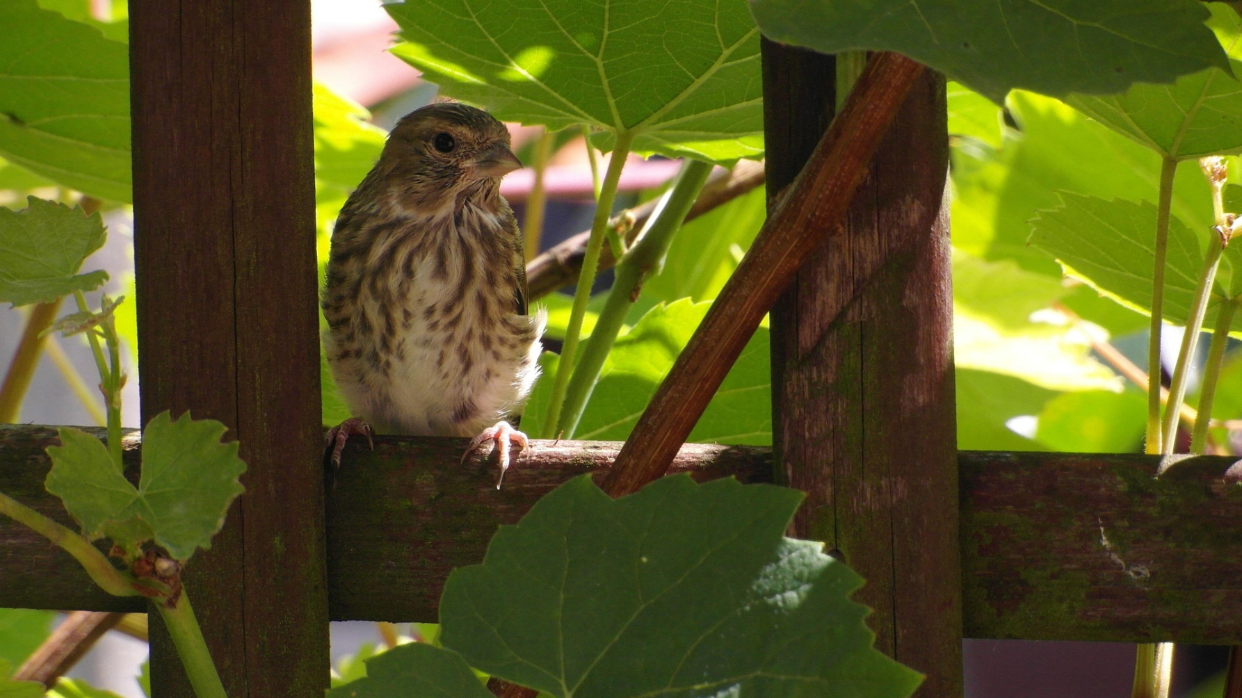 vogel op hek met druiven in de tuin