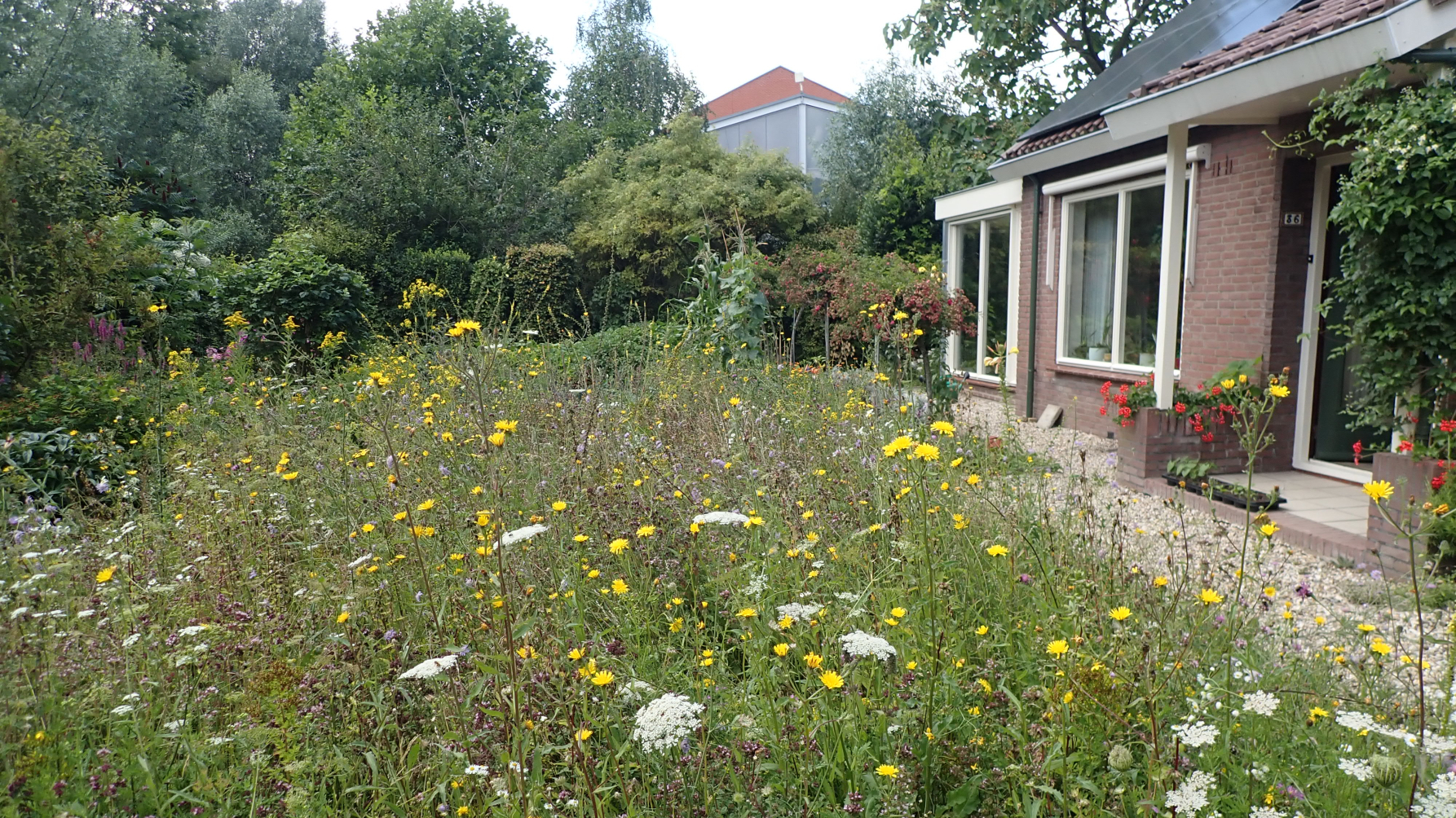 Tuin met bloeiende bloemenweide