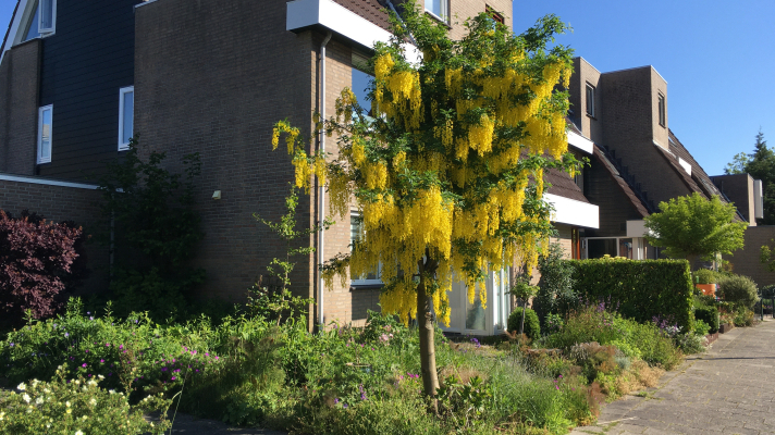 voor tuin hoekhuis met bloeiende gouden regen