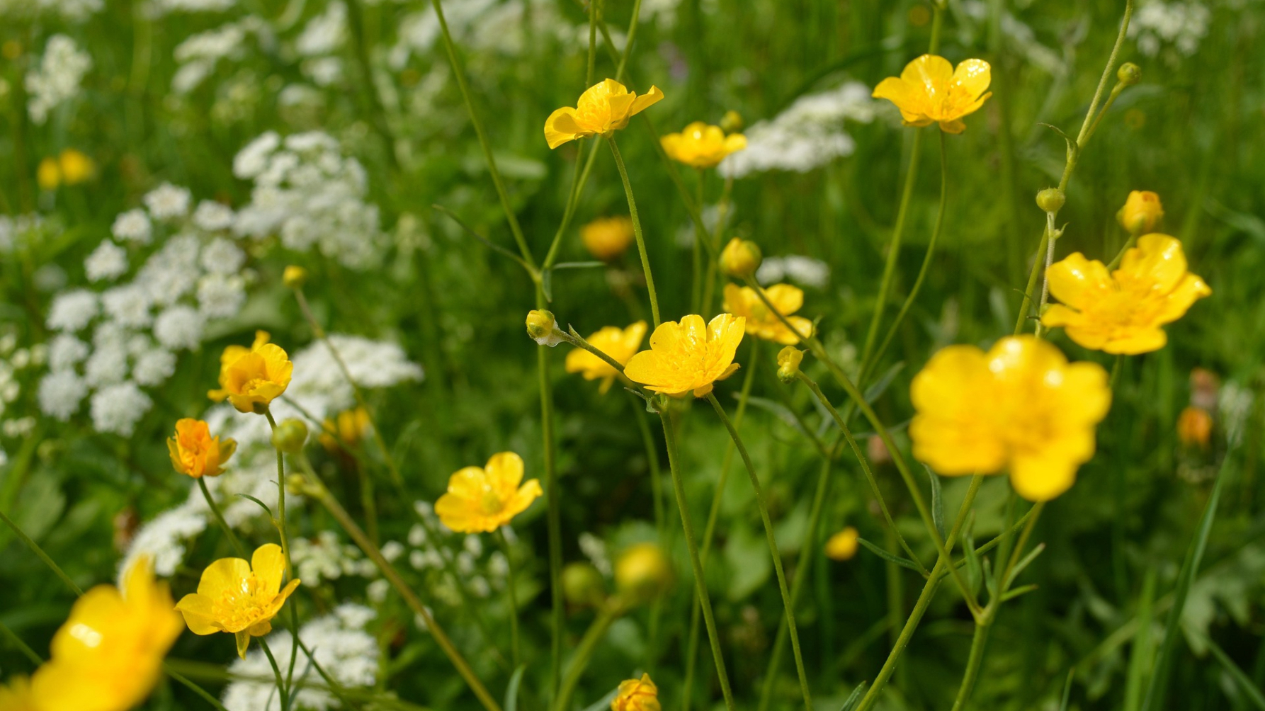 boterbloemen en schermbloem 