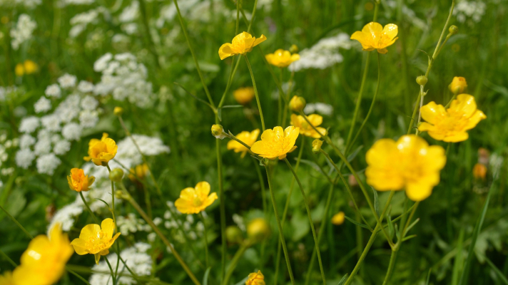 boterbloemen en schermbloem 