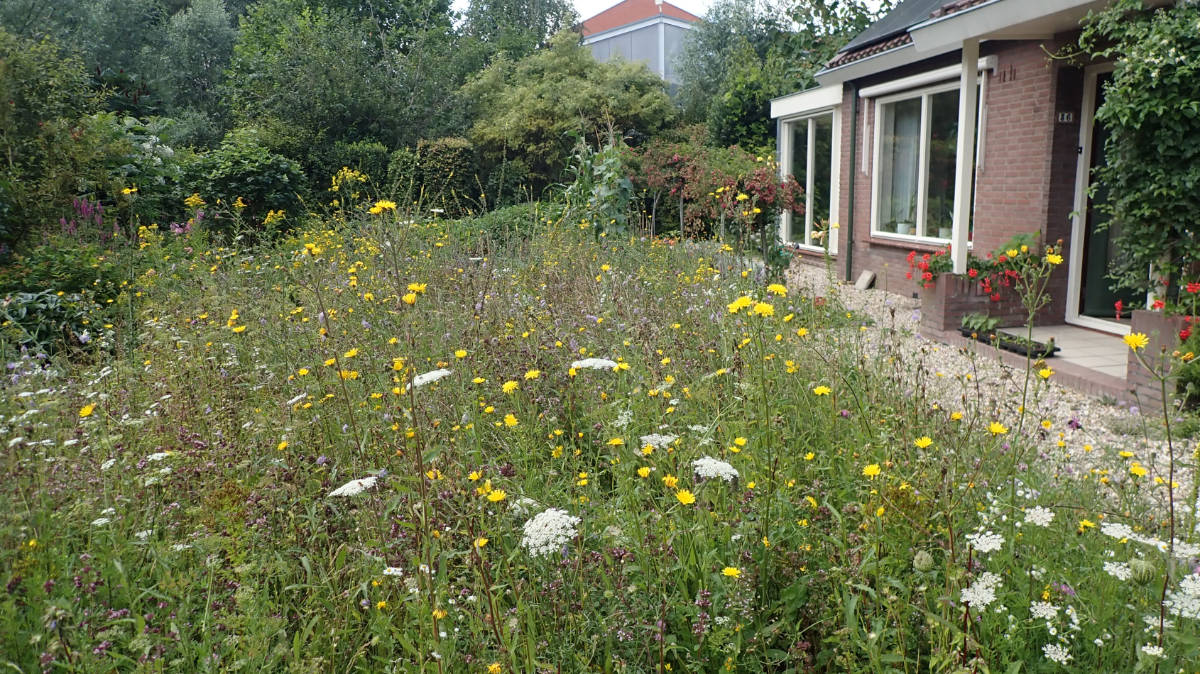 Tuin met bloeiende bloemenweide