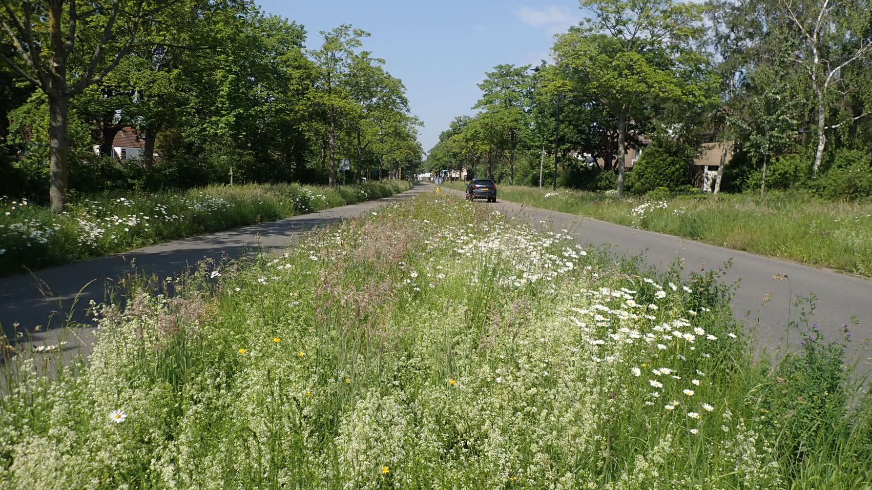 weg met ecologisch beheerde bermen