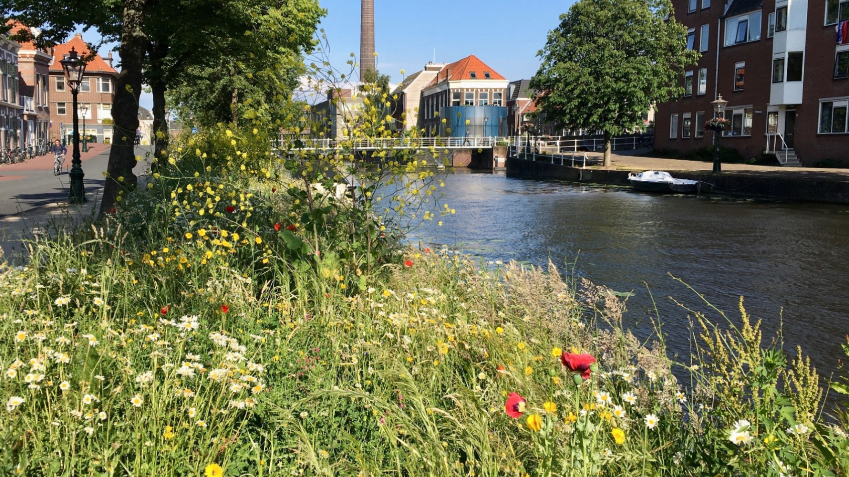 bloeiende berm langs singel