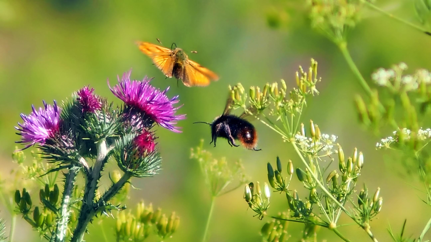 bloemen met vlinder en hommel