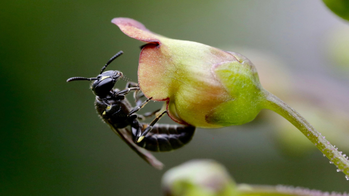 maskerbij op knopig helmkruid
