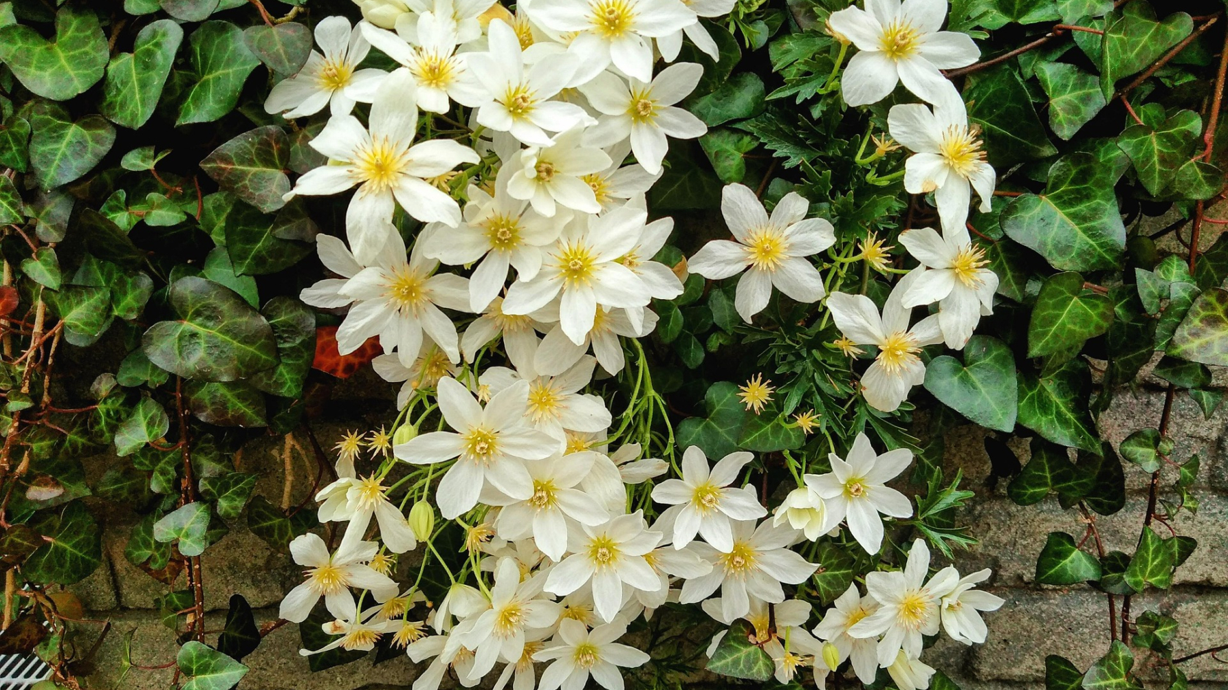 bloeiende clematis bij een muur