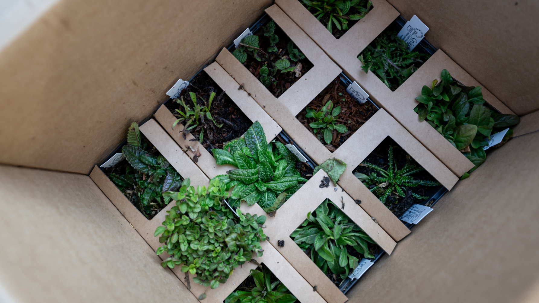doos met wijkbijenplanten