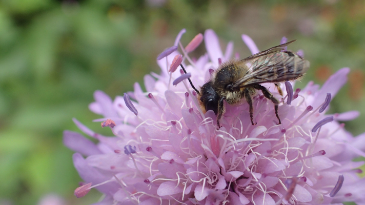mannetje bladsnijder op beemdkroon