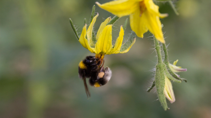 hommel op tomatenbloem