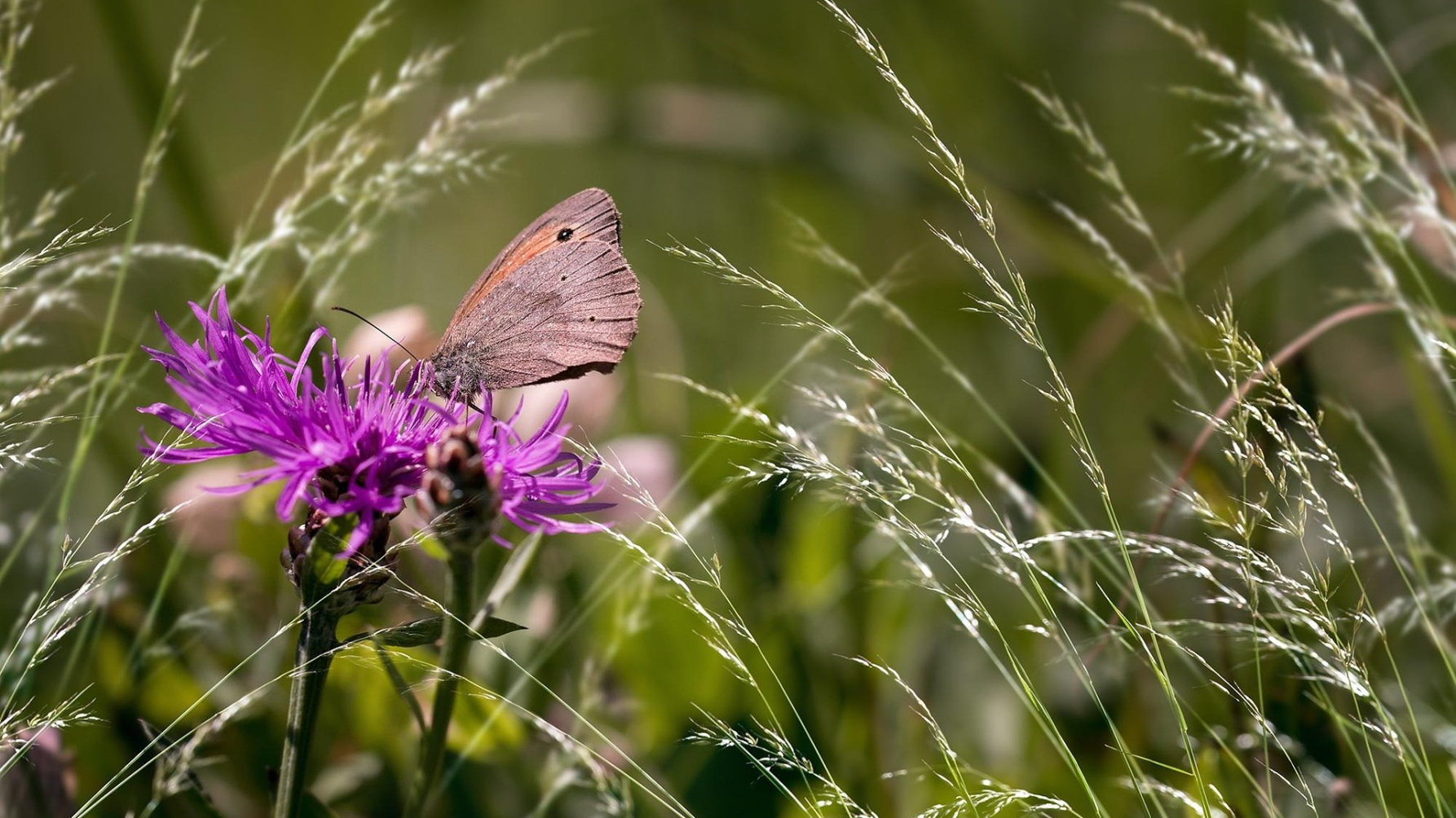 bloemrijk gras met zandoogje