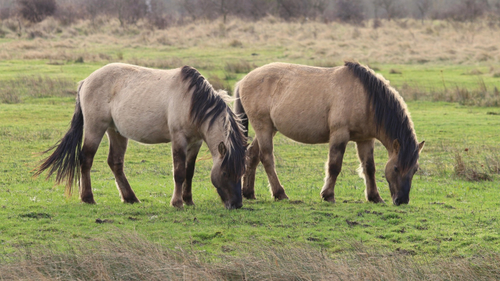 konikpaarden