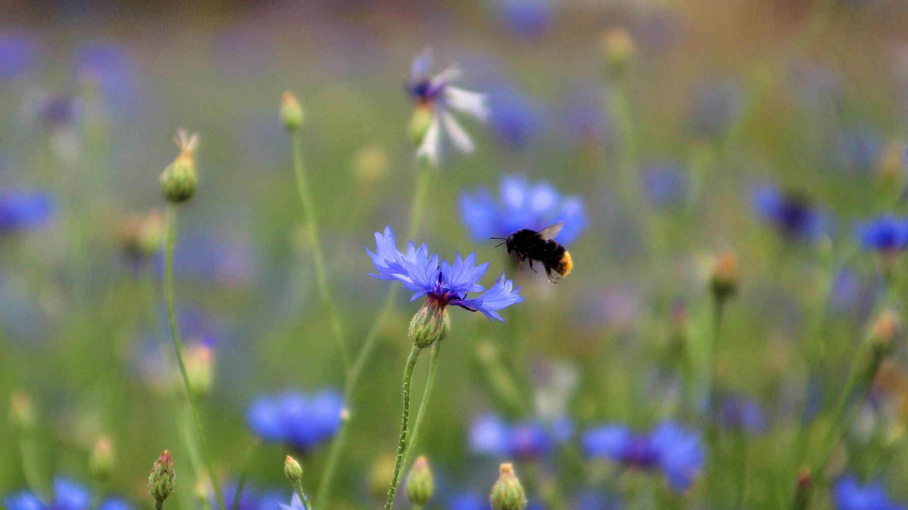 korenbloemen en steenhommel