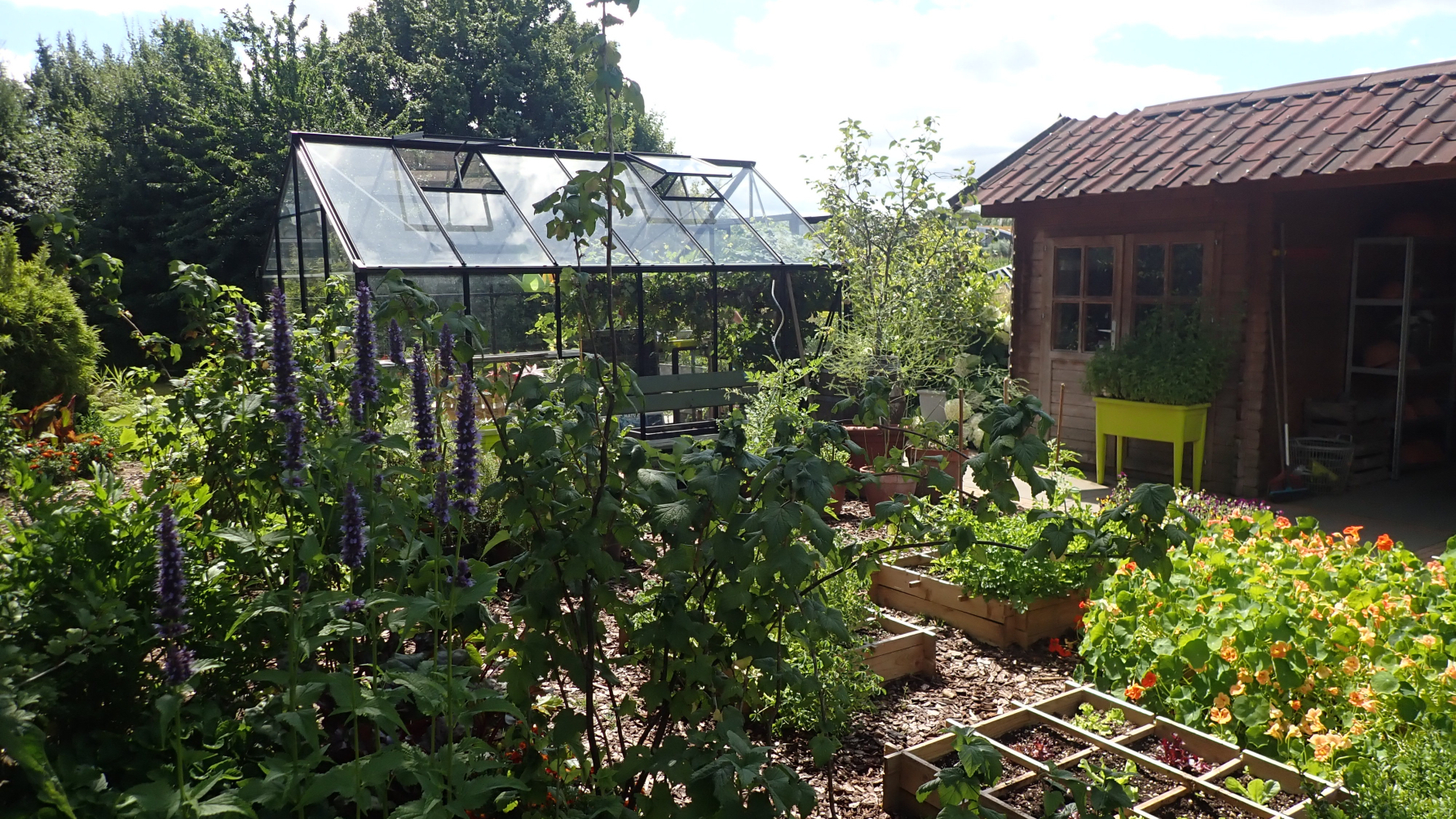 tuin met kruiden, moestuinbakken, kasje en schuur