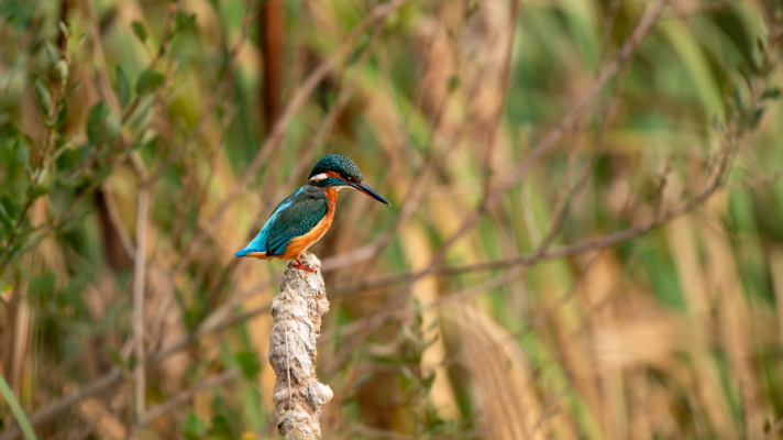 ijsvogel in het groen