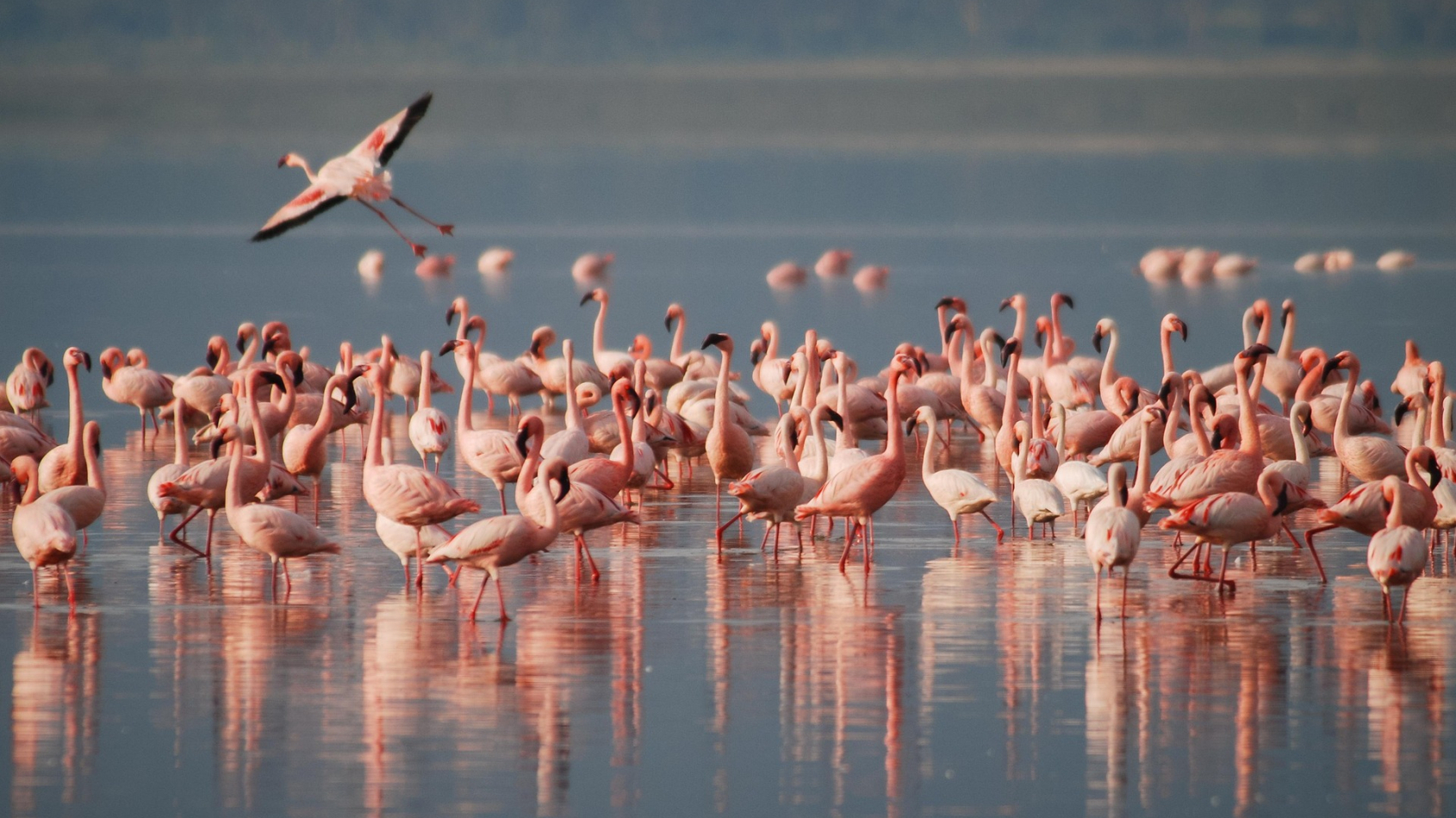 flamingo's