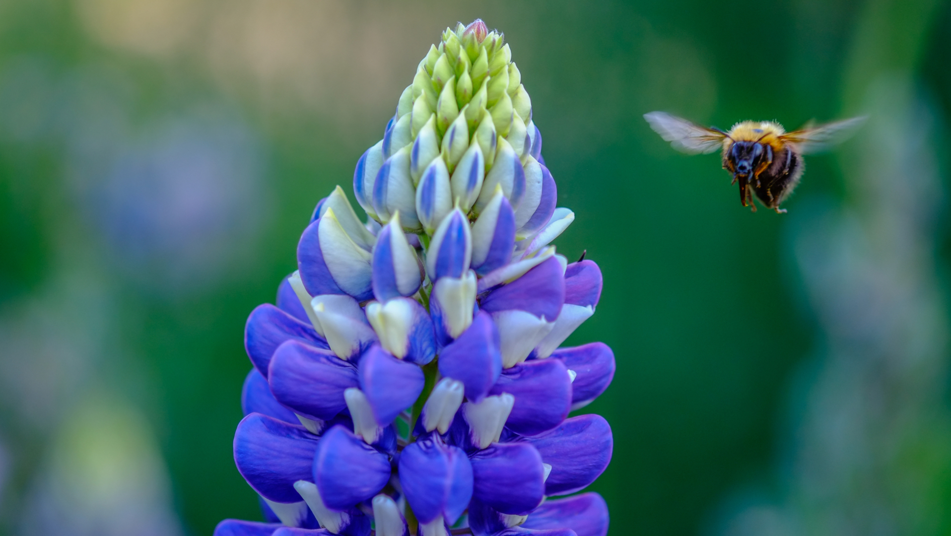 hommel vliegt bij bloem van een lupine